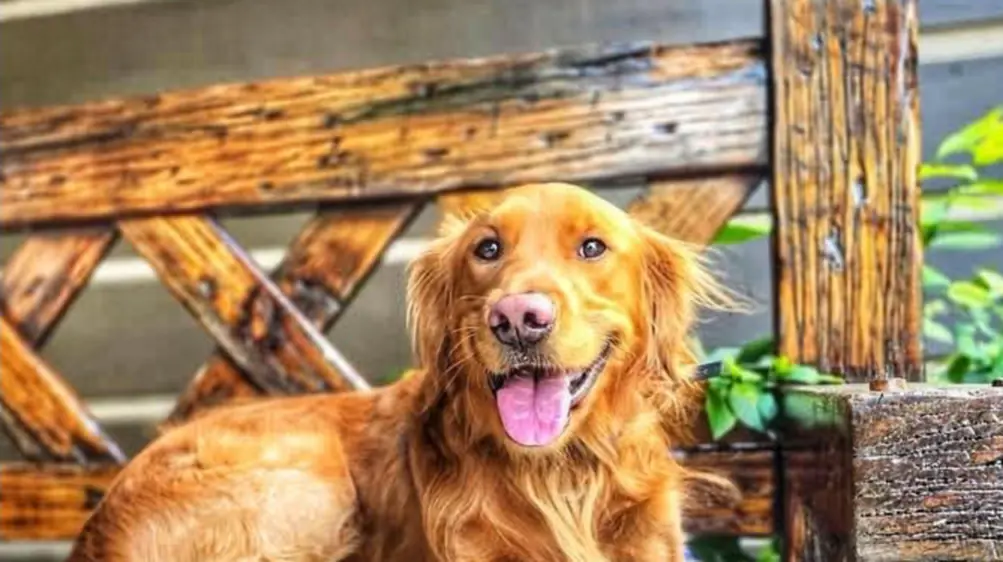 A golden retriever sitting happily on a wooden bench