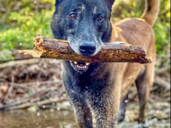 A dark dog carrying a large stick out of a creek