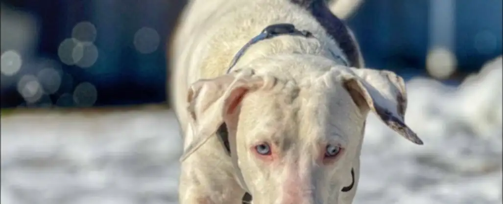 A white dog walking head-down through fresh snow