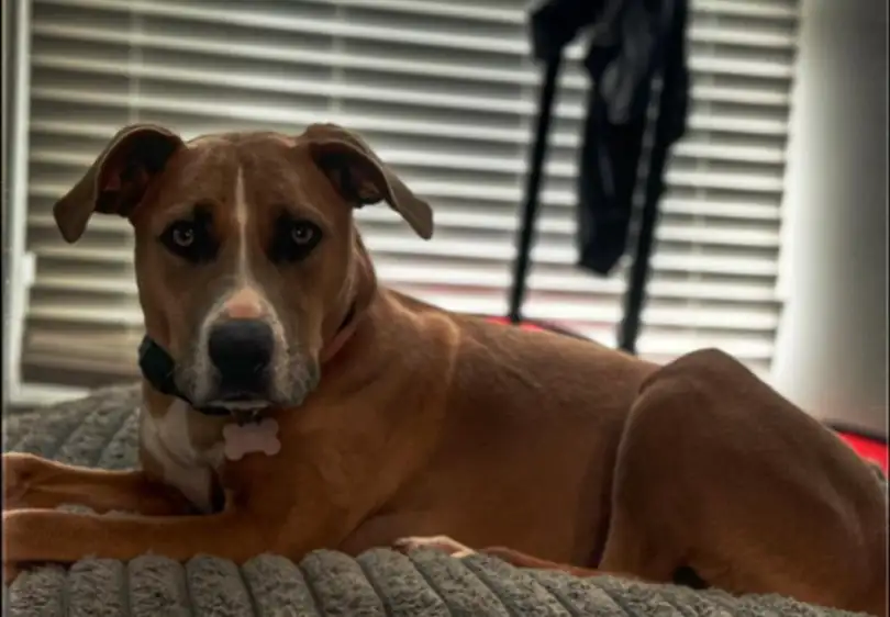 A brown dog resting on its bed indoors