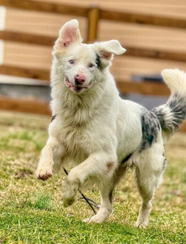 A white dog running flat out across the grass