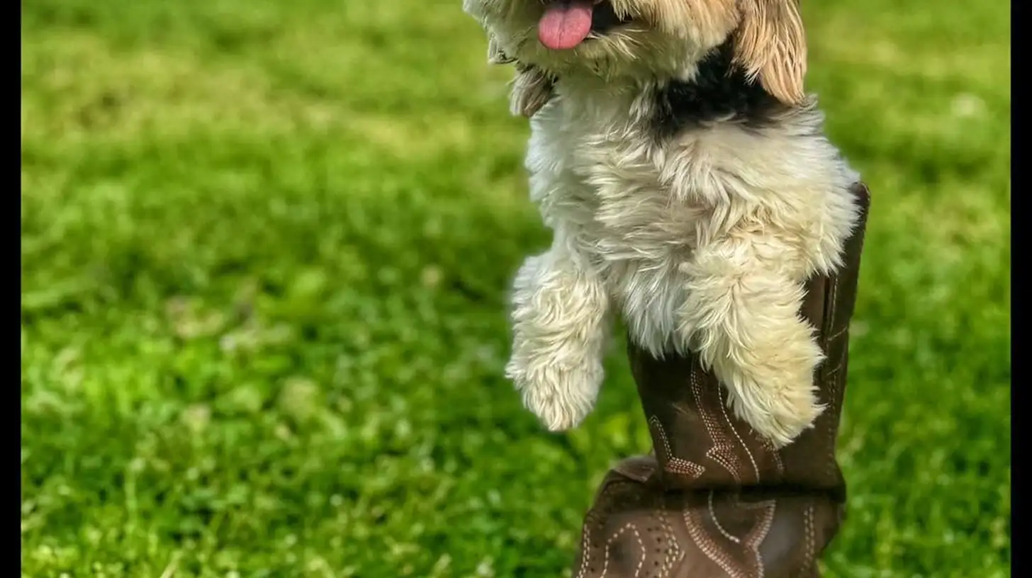 A small dog standing inside a work boot on the lawn