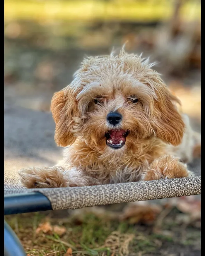 A doodle puppy lying in the grass with a rope toy