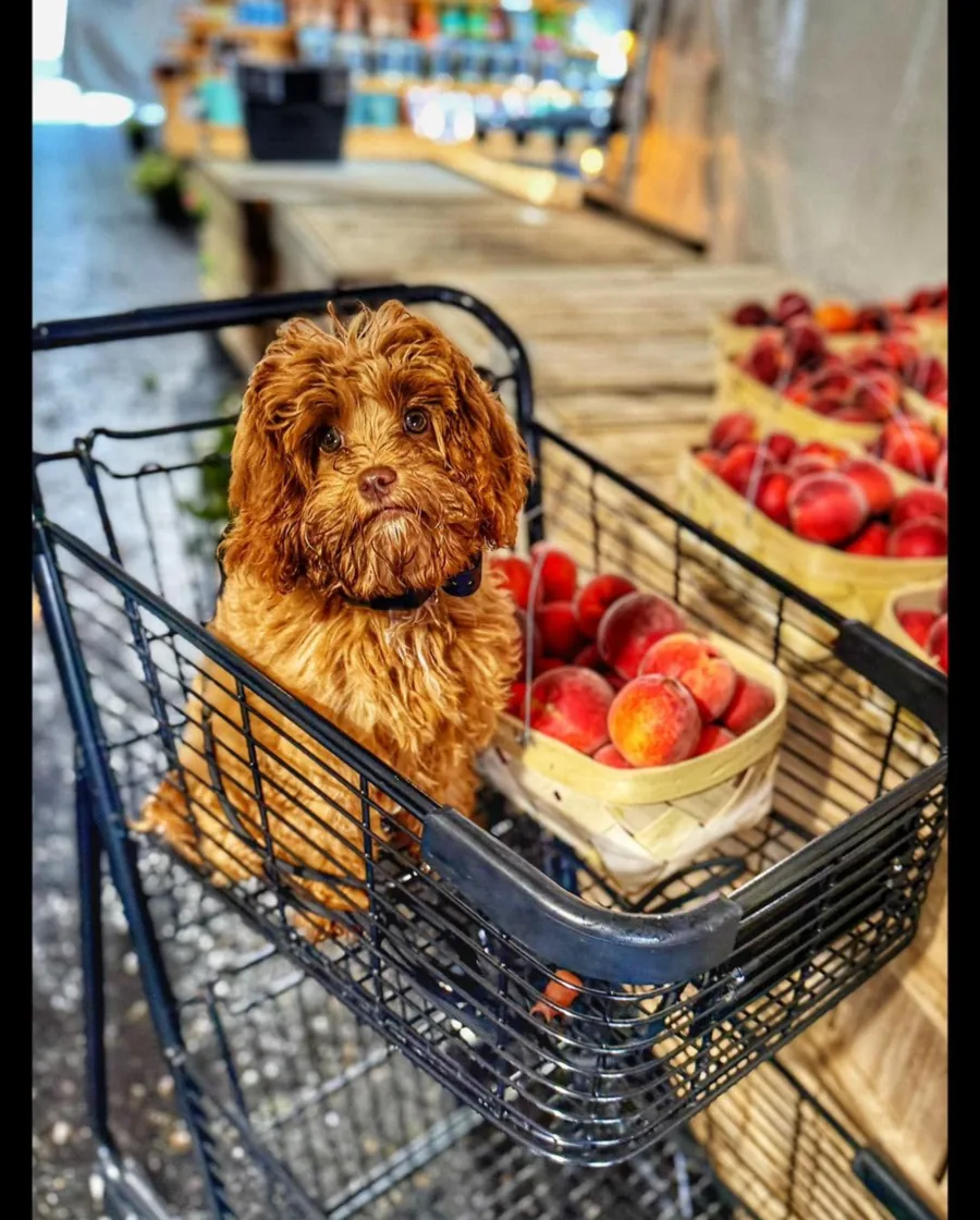 A doodle riding in a shopping cart at the farmers market