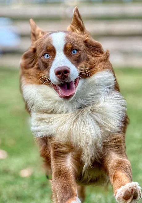 An Australian shepherd running across the grass