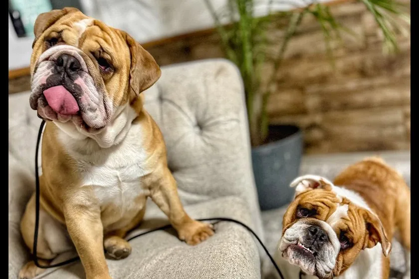 Two bulldogs relaxing together on a sofa