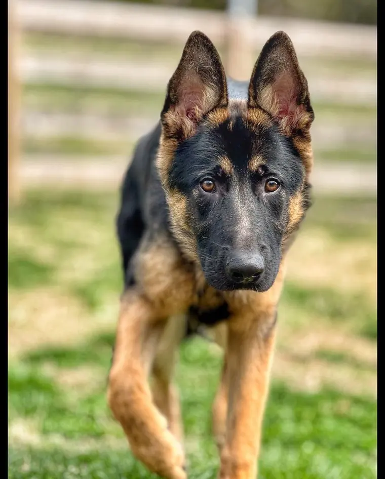 A young German shepherd standing square on the grass