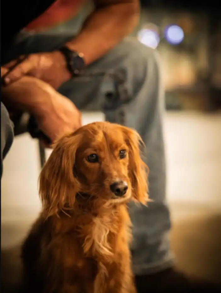 A red setter waiting beside their handler indoors