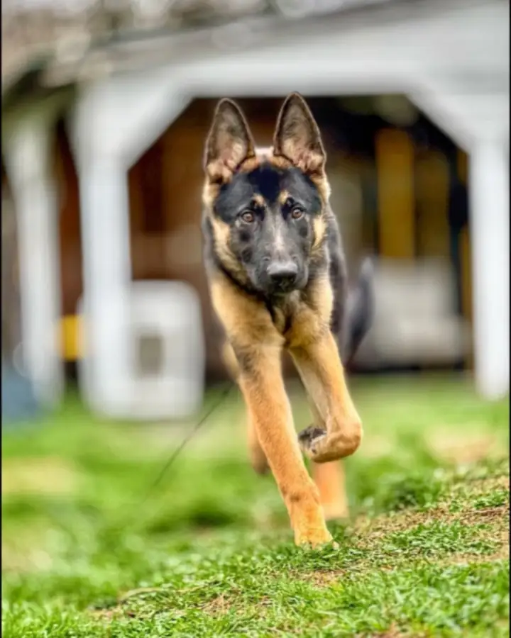 A young German shepherd running across the yard