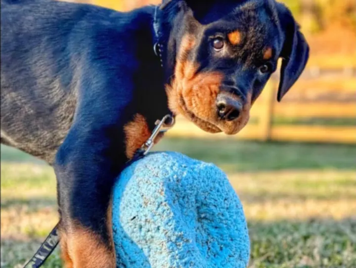 A Rottweiler puppy carrying a blue ball