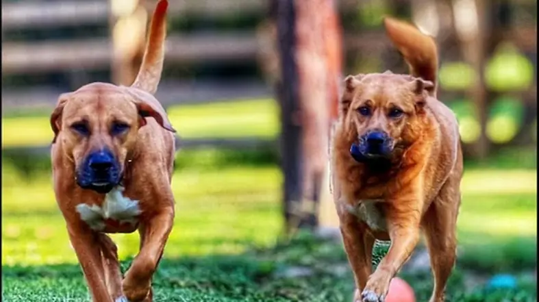 Two dogs running across the grass together