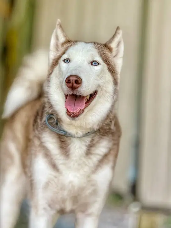 A husky smiling into the camera