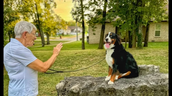 An owner rewarding her Bernese mountain dog on a rock