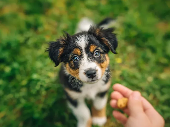 Puppy looking up at a trainer&rsquo;s hand holding a treat