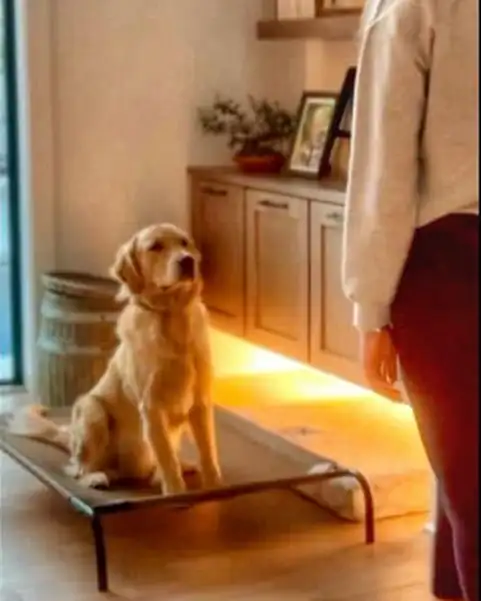 A golden retriever holding a place command on a raised cot indoors