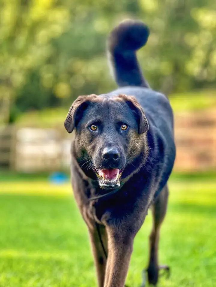 A dog running across the grass at full stretch
