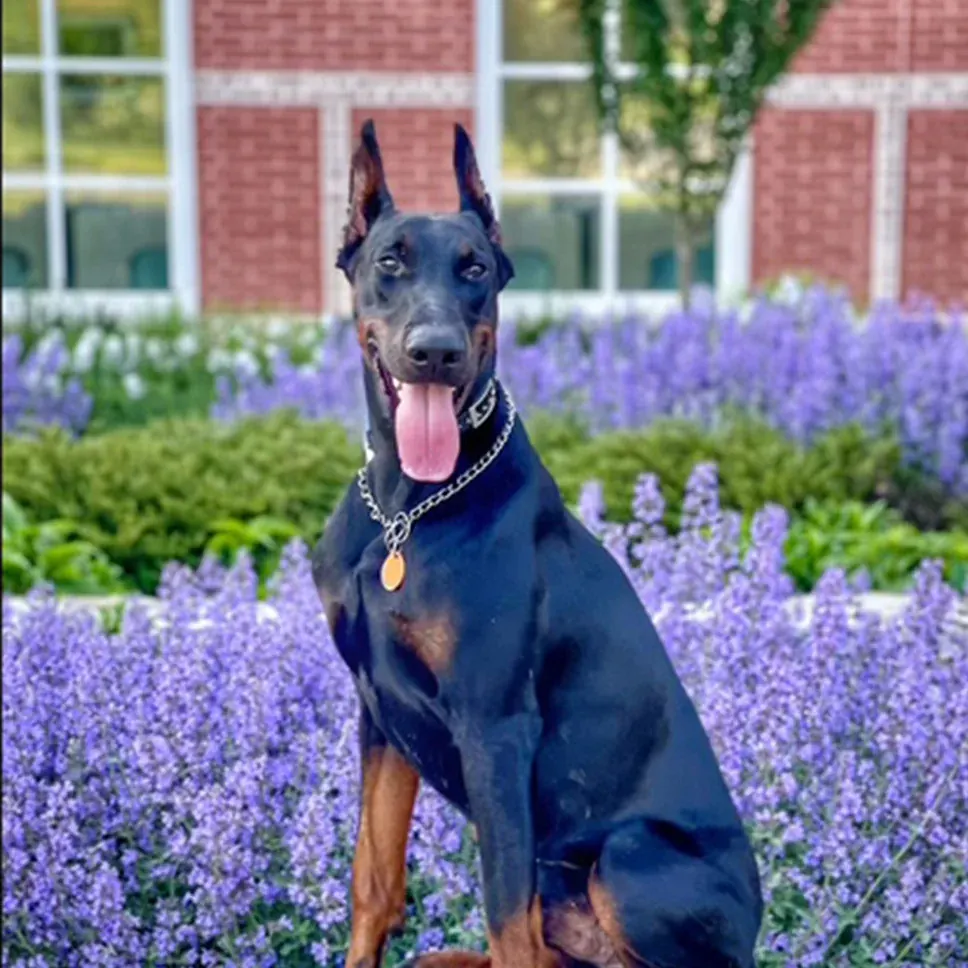 Summer flowers in a garden that can be toxic to dogs
