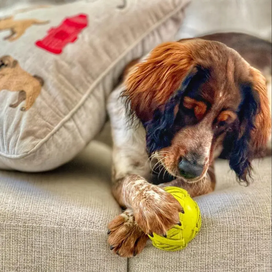 A dog working on an indoor puzzle toy