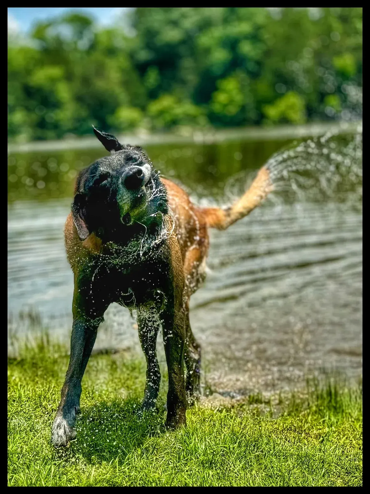 A panting dog cooling off outdoors