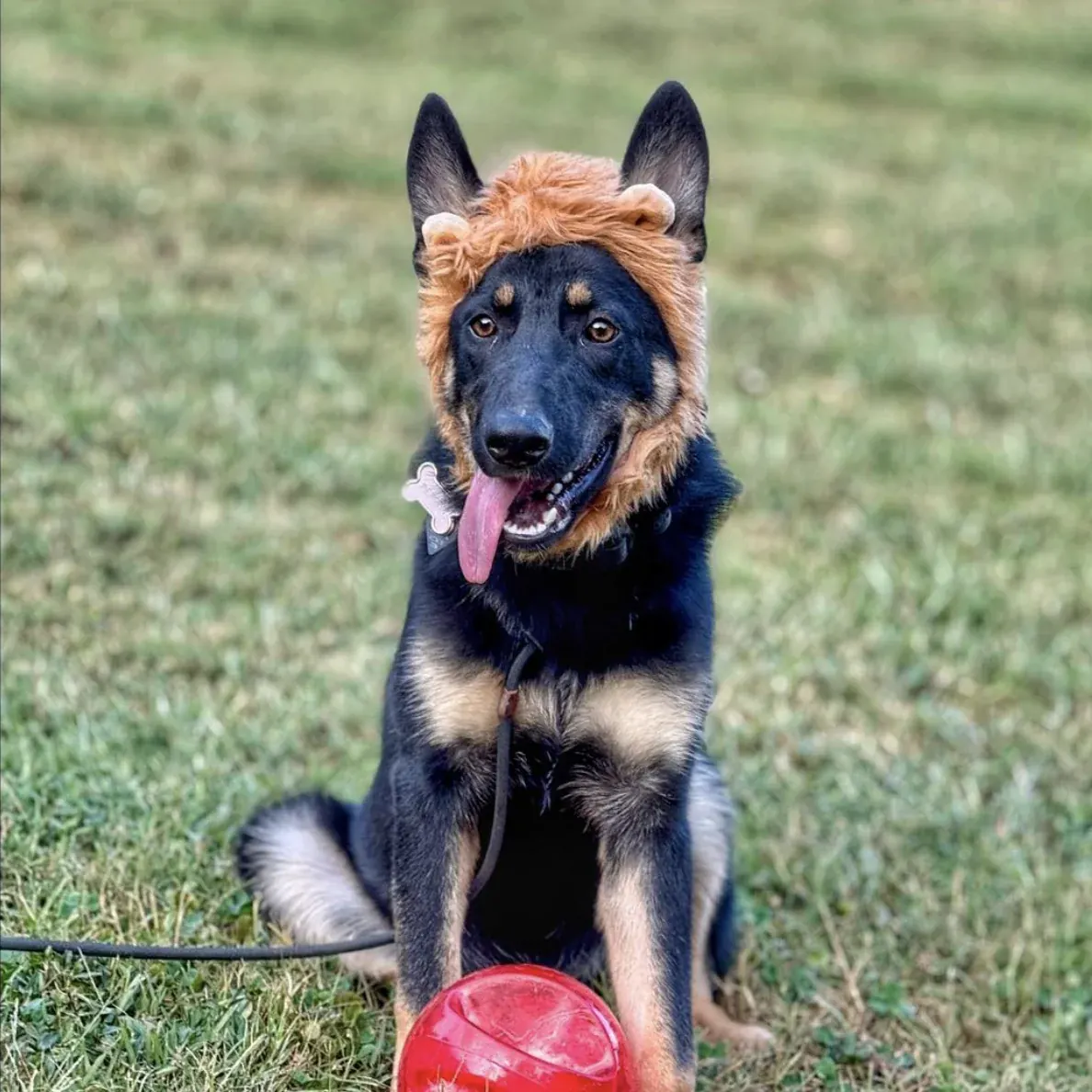 A curious dog tilting its head