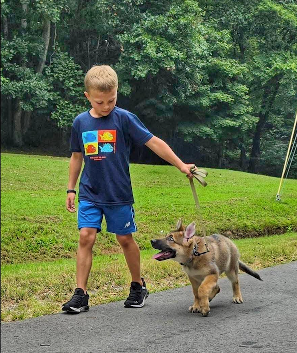kid walking a german shepherd puppy for rsk9 nashville